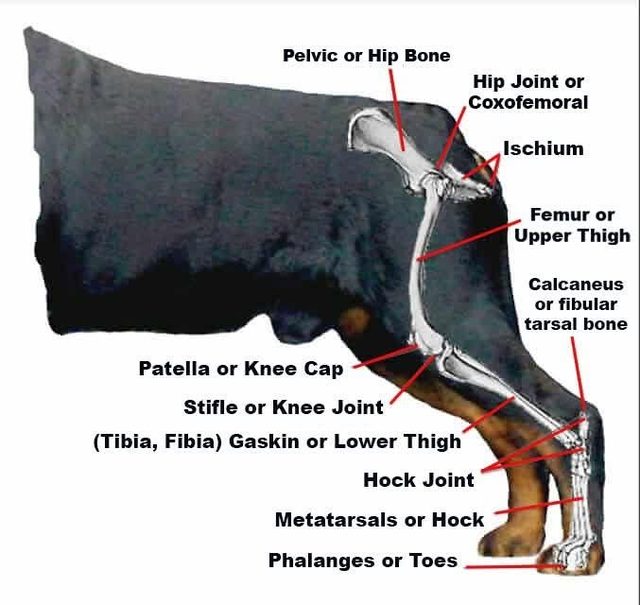 Anatomie du membre postérieur du chien avec le nom des os et articulations