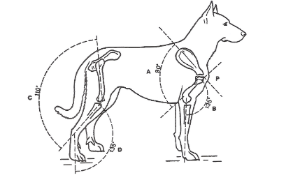 Schéma des angulations du chien : épaule, bras, bassin et jarret avec leurs angles