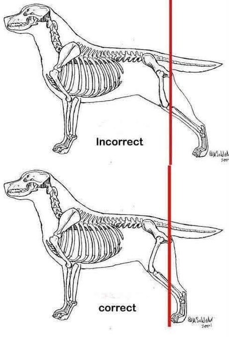 Aplomb postérieur incorrect puis correct, avec une ligne verticale rouge depuis la pointe de la fesse