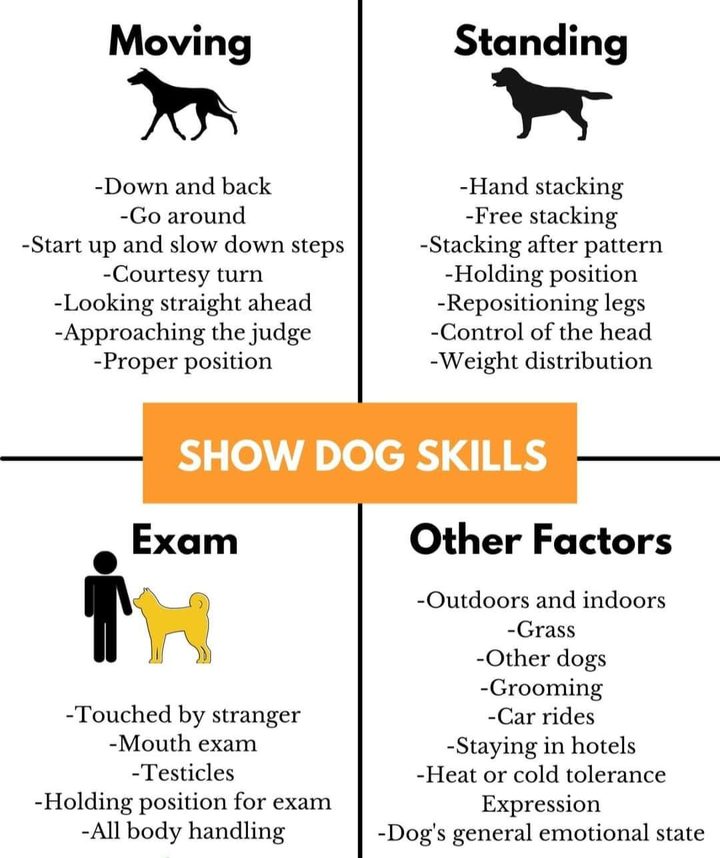 Tableau Show dog skills : mouvement, position debout, examen, autres facteurs