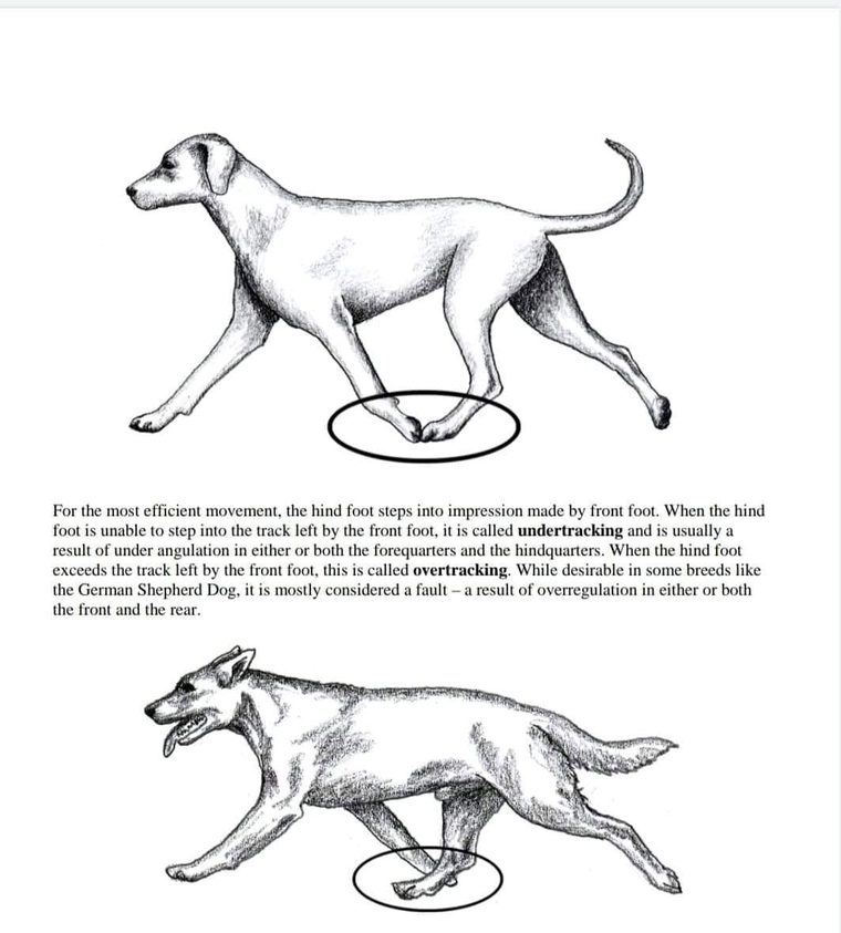 Chien au trot dont le pied postérieur se pose dans l'empreinte de l'antérieur, puis chien qui dépasse l'empreinte
