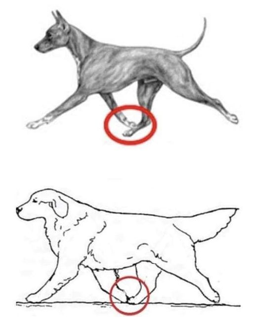 Deux chiens au trot, pieds antérieur et postérieur qui se rejoignent, entourés