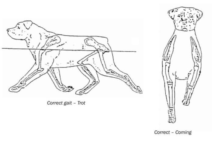 Trot correct de profil, ligne de dos stable, et vue de face du chien qui arrive vers le juge