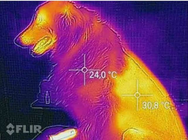 Image thermique d'un golden retriever en coupe lion : la zone tondue de l'arrière-train apparaît en jaune vif à 30,8 °C, la zone couverte de poil en violet à 24 °C