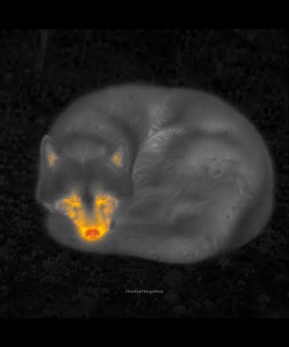 Image thermique d'un husky endormi en boule dans la neige : le corps se confond avec le fond gris, seuls le museau, les yeux et l'intérieur des oreilles apparaissent en orange